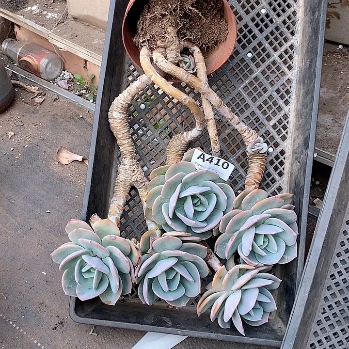 梦410。。。。。。。。。。。。。。。