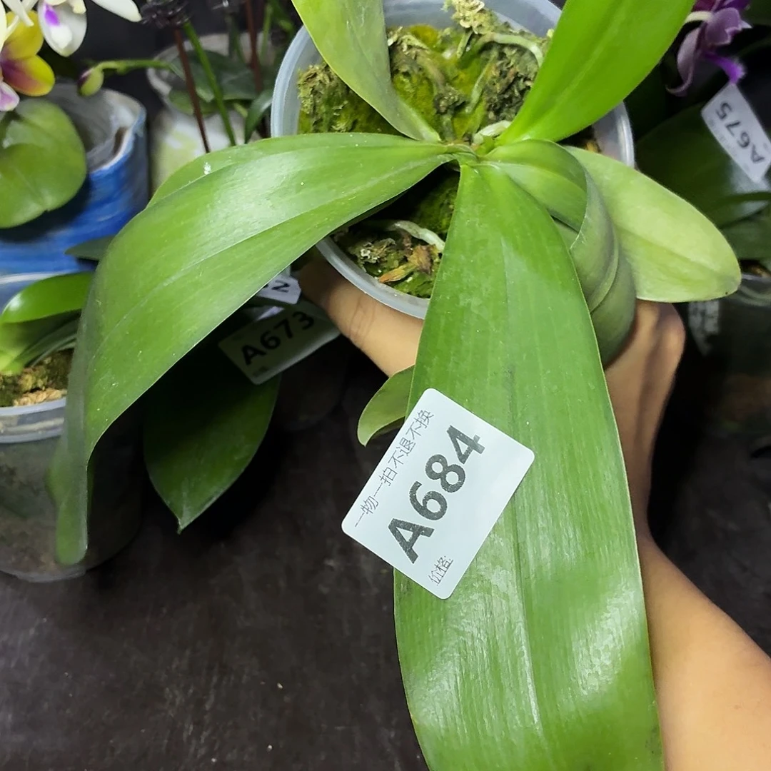 当前无花朵，栽培后可花朵A684Yss1162三寸双苗