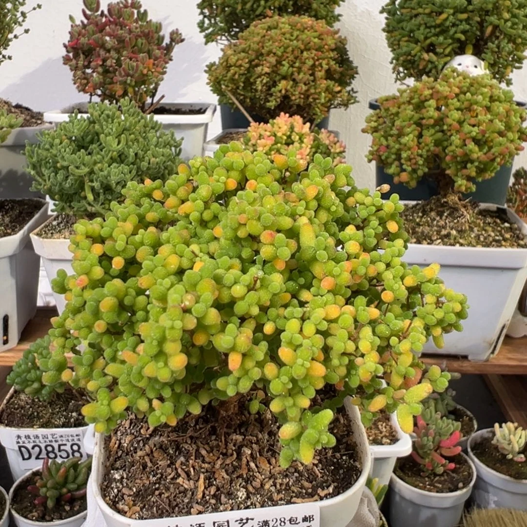 D2861蜜桔一物一拍