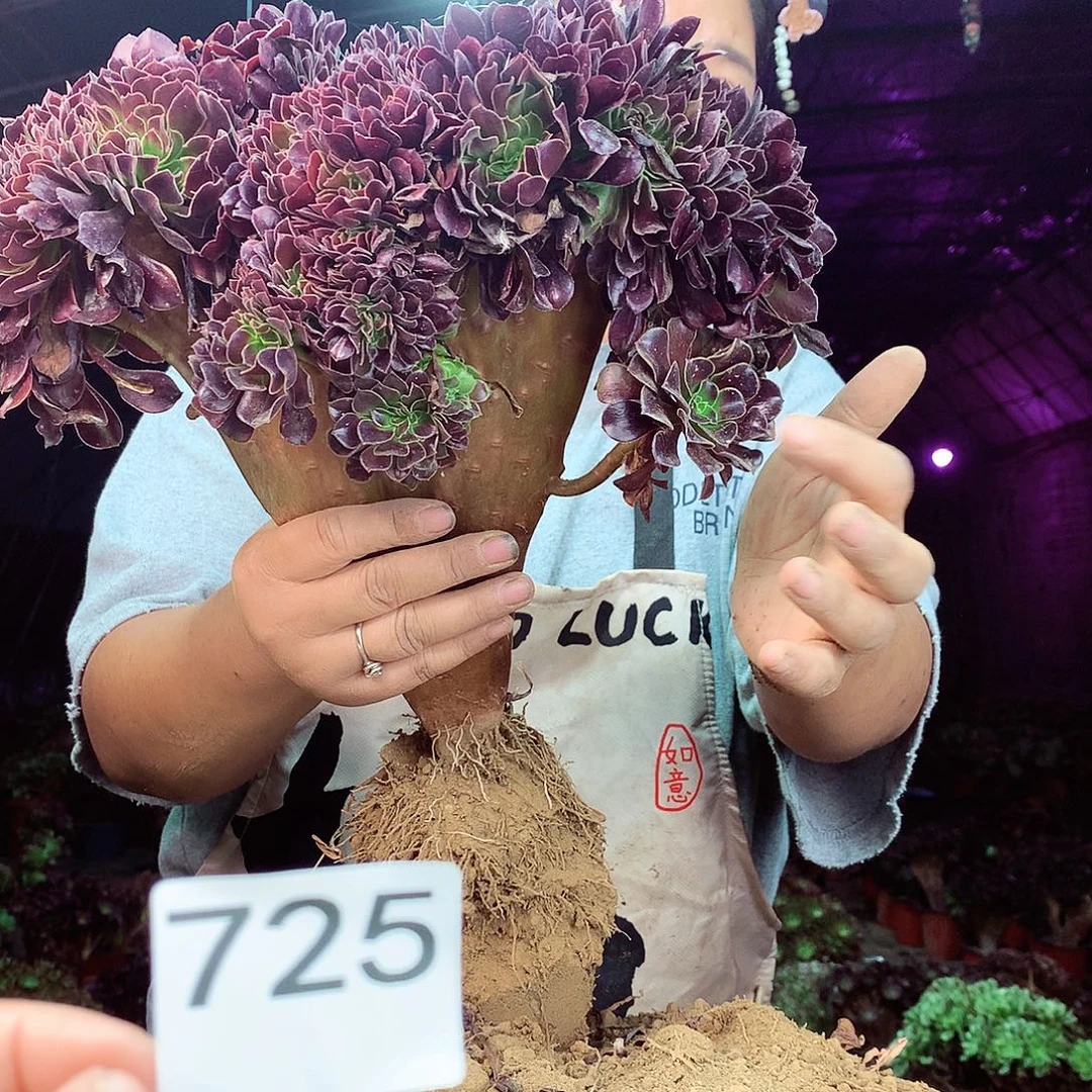 柒柒精品多肉脱土发货不包断侧枝处理725