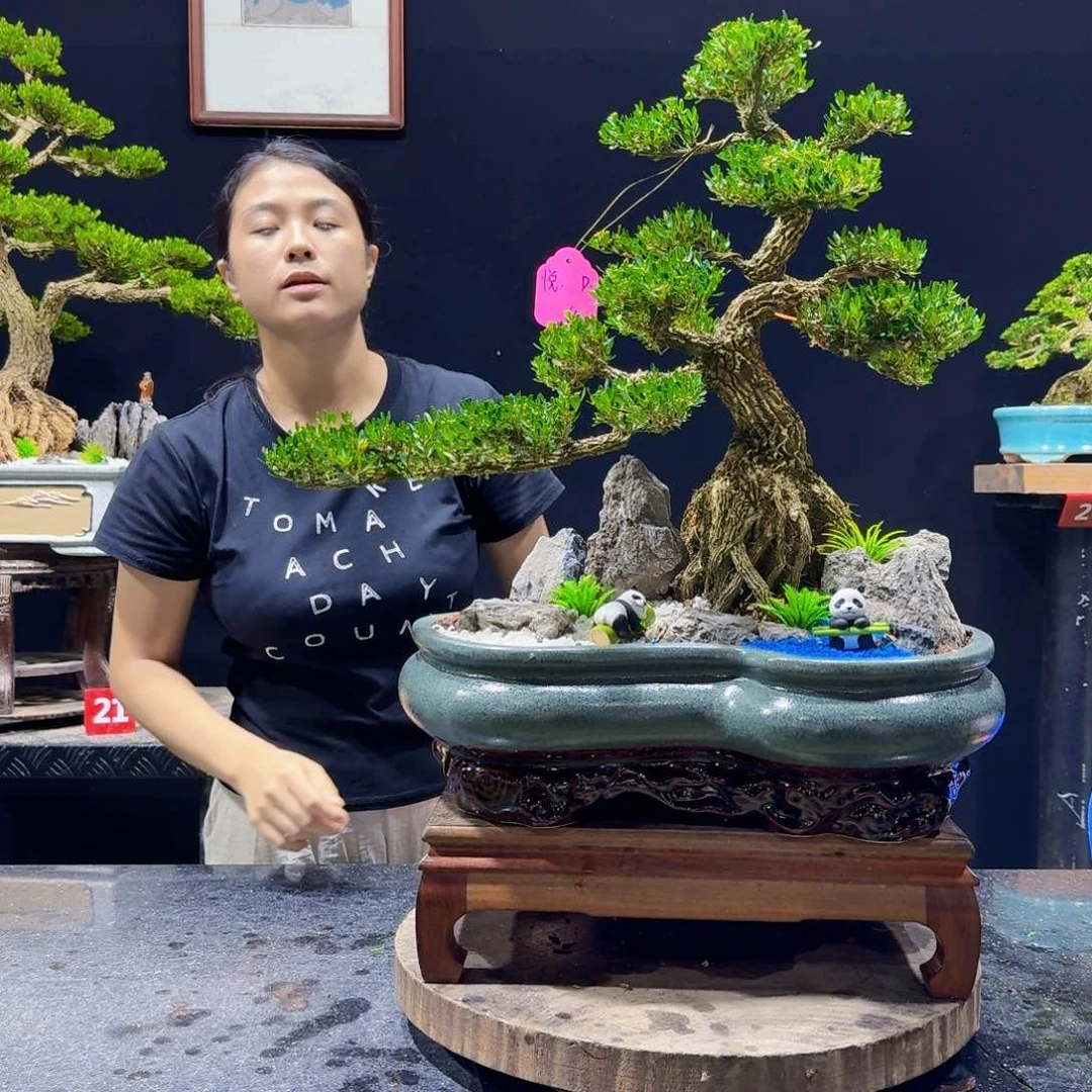 无花朵黄杨雀舌小叶黄杨