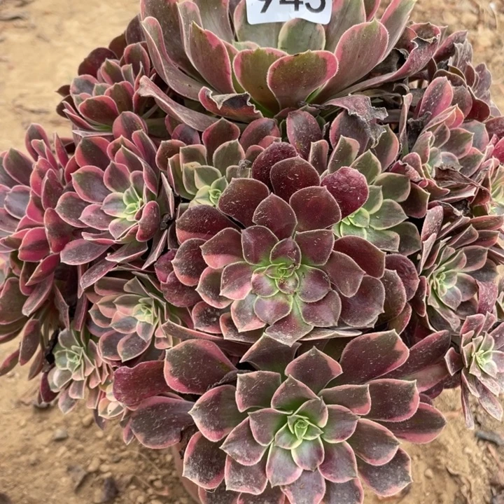 无花朵945多肉植物金丝雀