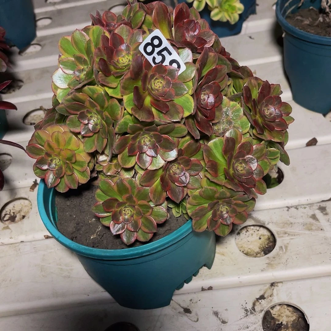 法师法师7–26包邮法师