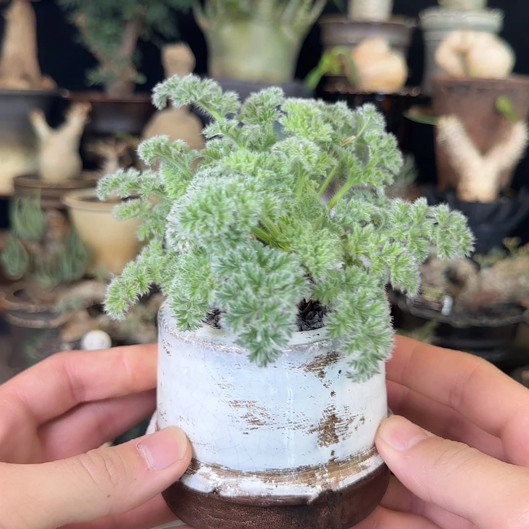 一物一拍羽叶洋葵98