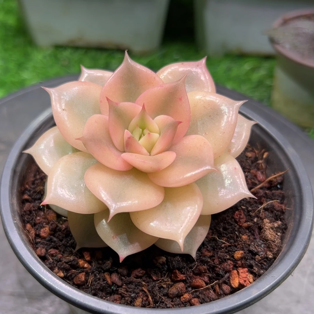 爱***壳贝加尔湖锦，一物一拍