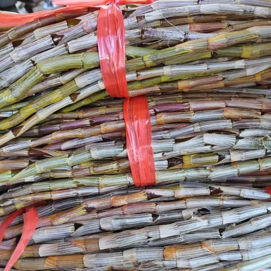 ［高山新鲜石斛］轻称温性不寒凉，药食两用。煲汤煮水榨汁擂茶