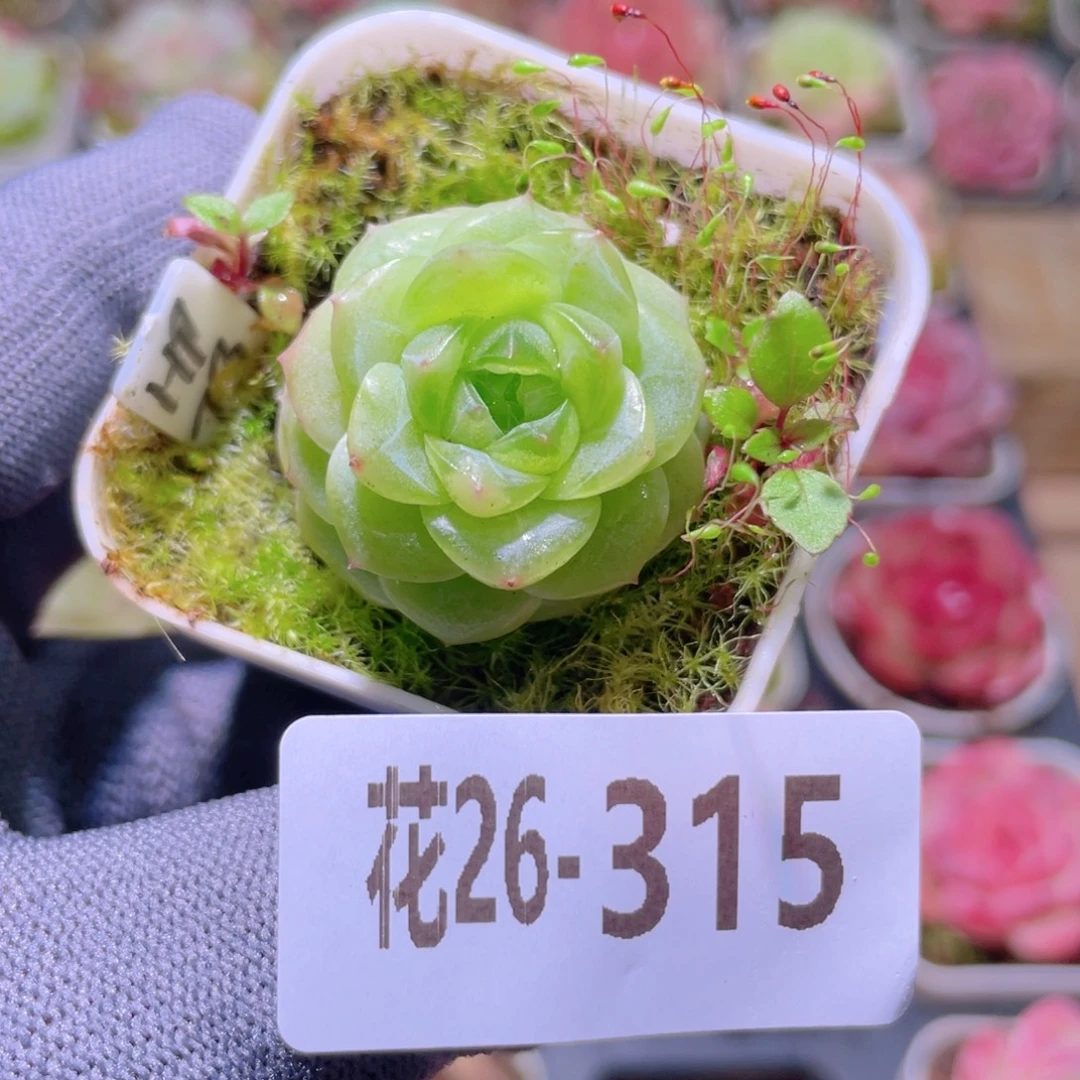 花利美26-315福利珍妮