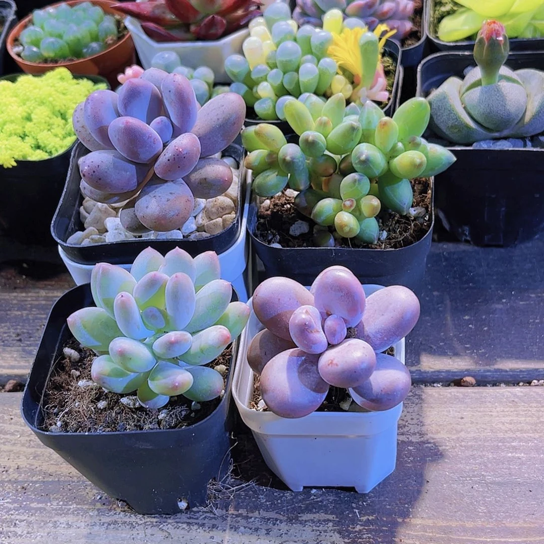 桃美人。 苹果奶。奶酪。 千代田