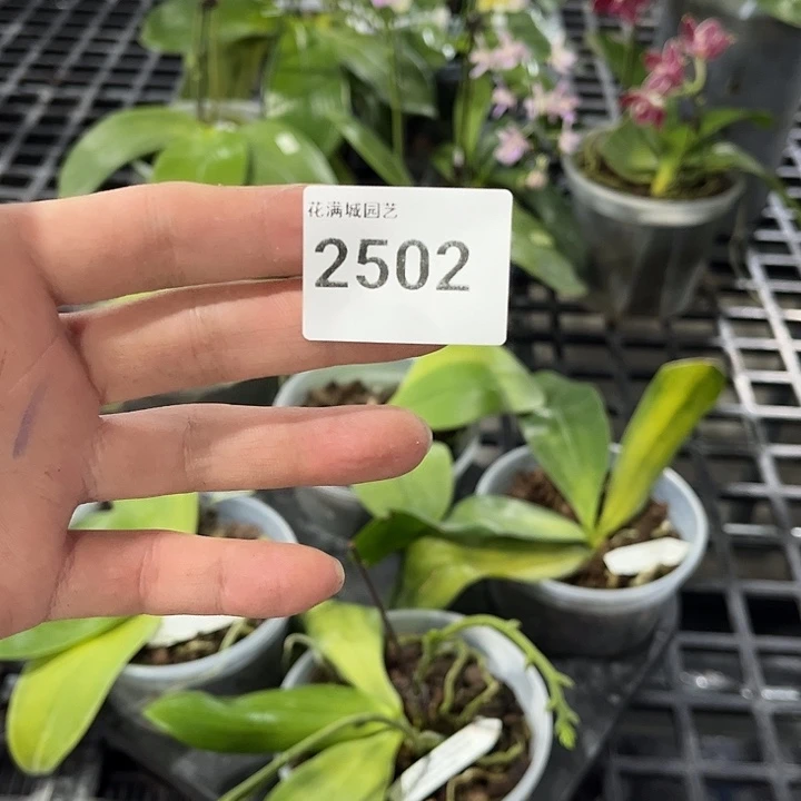 当前无花栽培后可以开花2502 叶黄烂根裸根发货任何理由不包售后