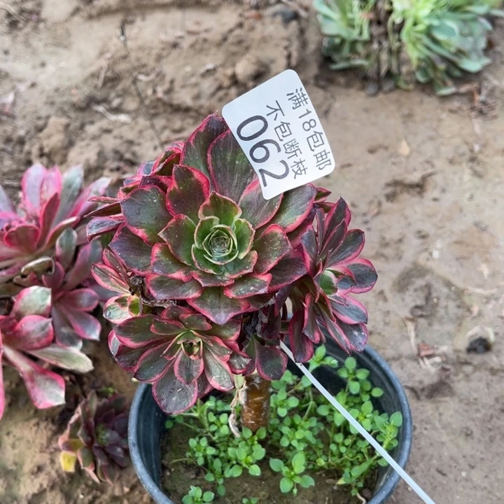 062纳福小手捧嫁接的2