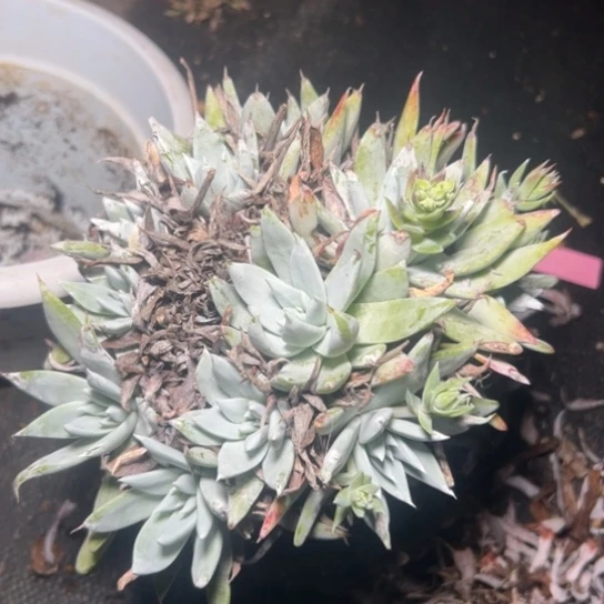 春*谢谢姐姐～一物一拍8491