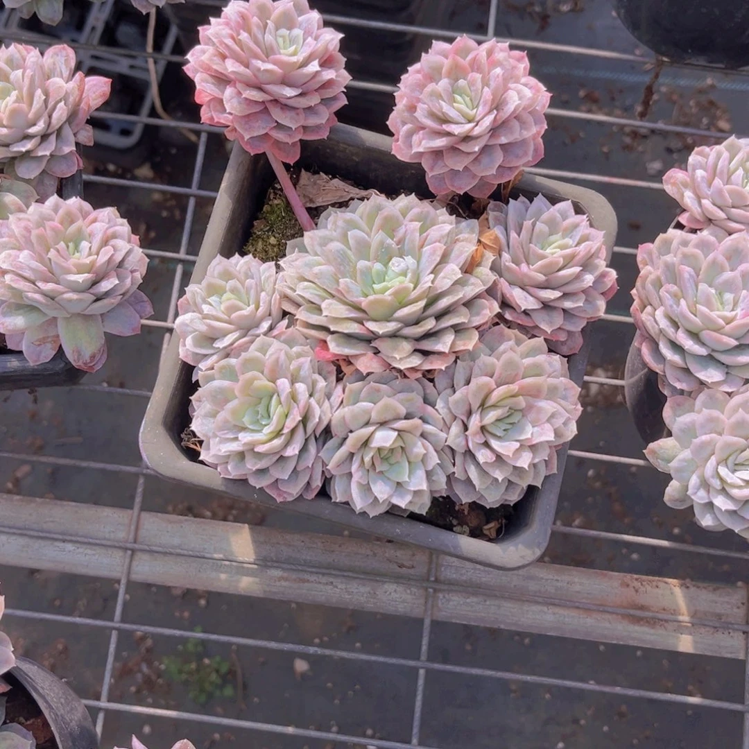 ****紫叶紫9999999999999