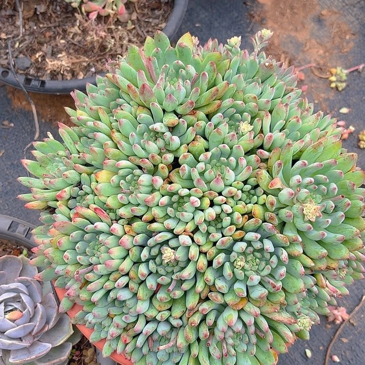 多肉植物。。。。。。。。。。。。蓝苹果
