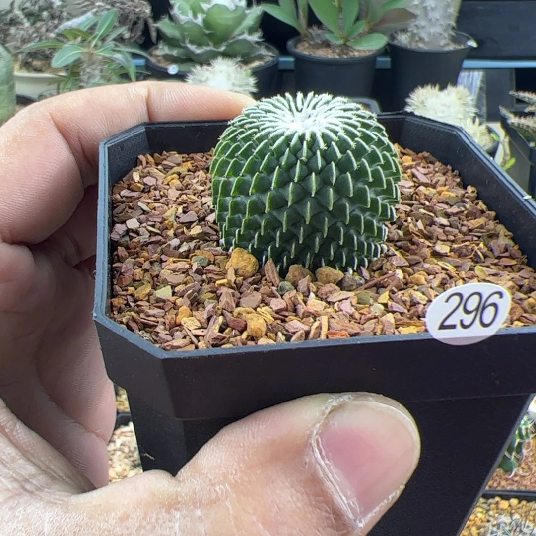 精巧殿刺缀2.9一物一拍296