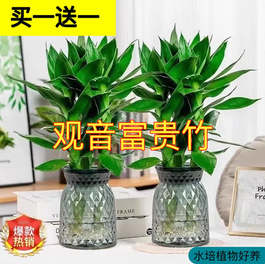 【买一送一】水培观音富贵竹绿植观音竹四季常青好养活净化空气除醛