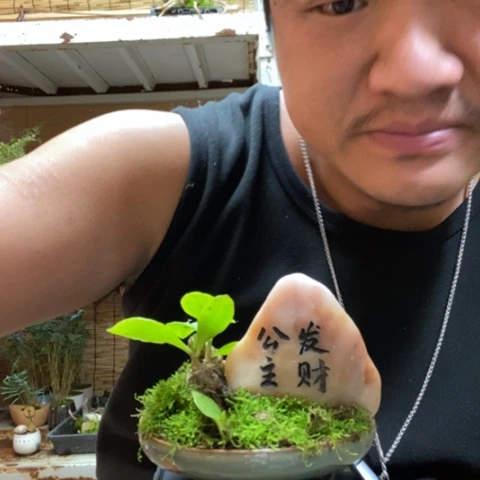 红陶一物一拍所见即所得242