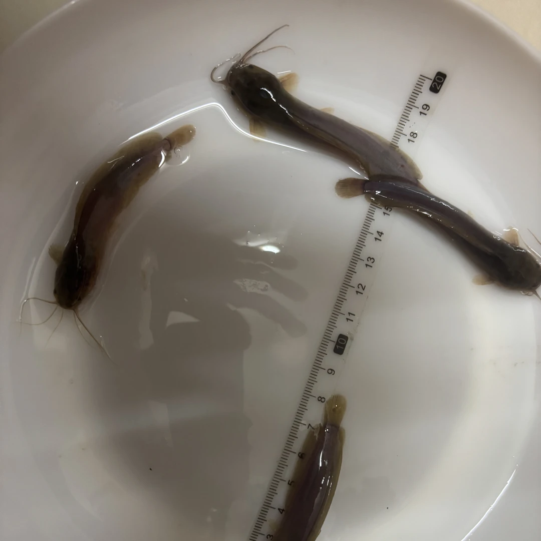 塘鲺鱼苗活体淡水养殖可作观赏鱼发货