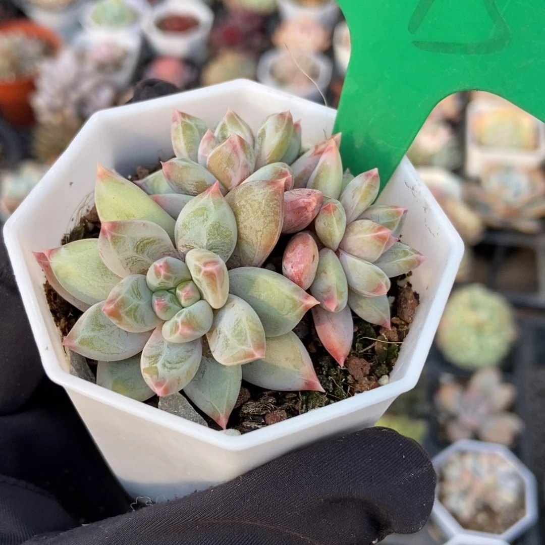 843梦幻美人多肉植物