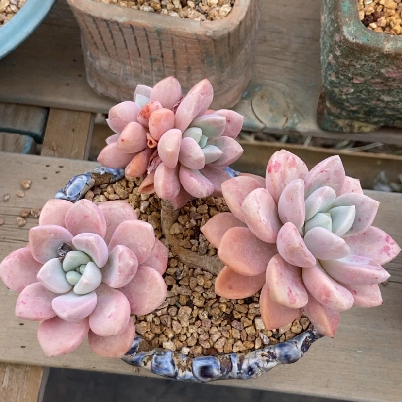【闪购商品】花斑鹿