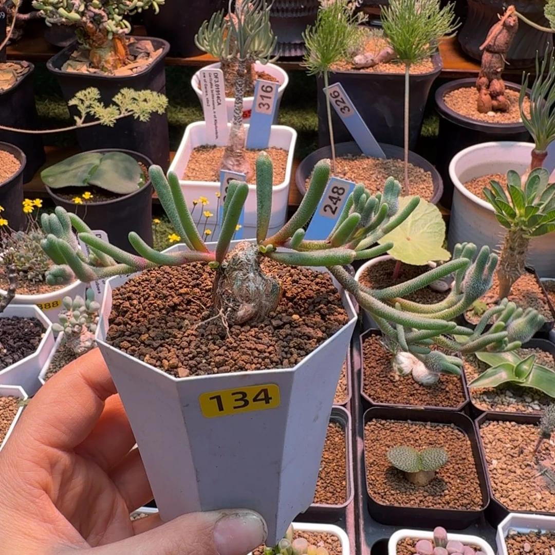 淡青霜134 仙人掌