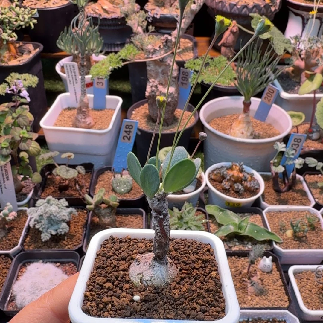 恩特美899 仙人掌