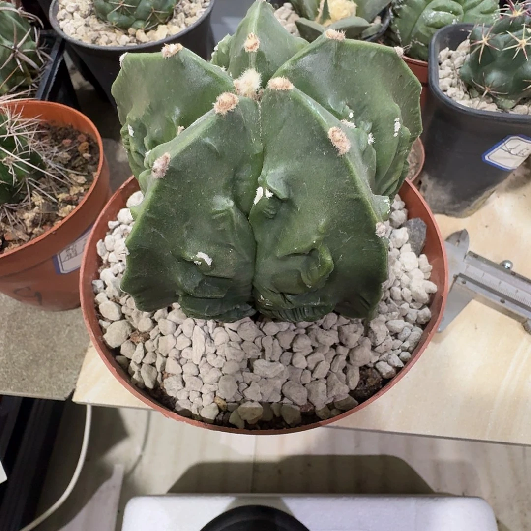 实生核桃冠幅 9.5