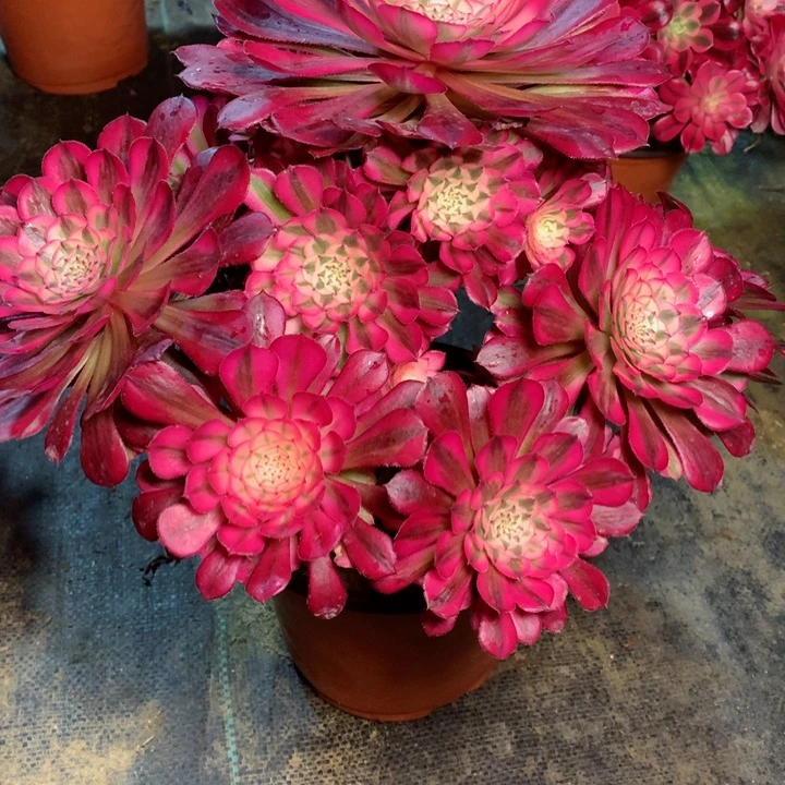 16红铜白多肉111111