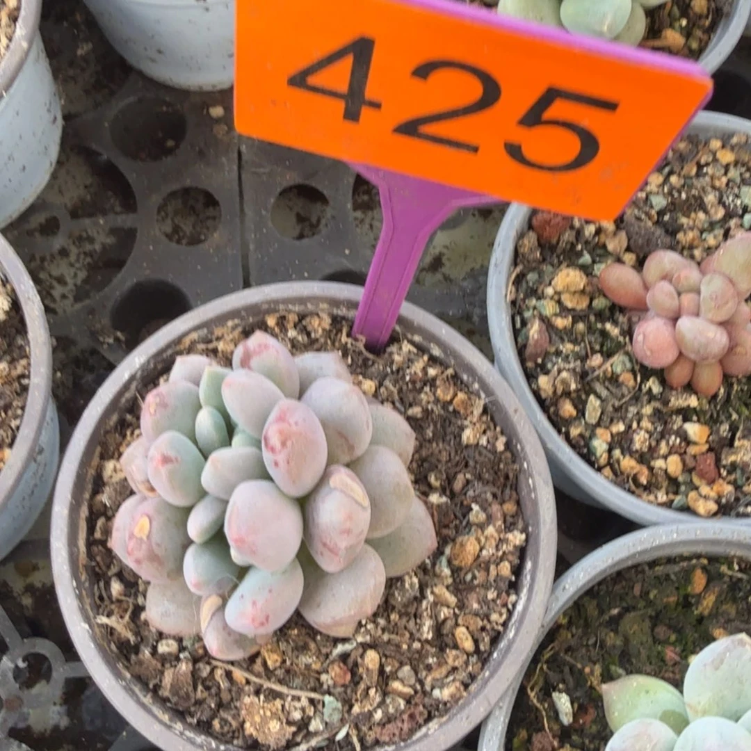 小****多肉植物漂亮双头425