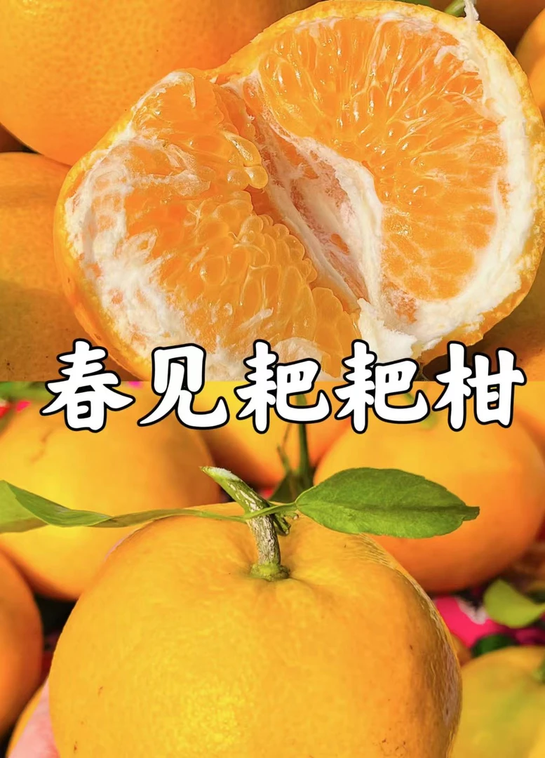 春见耙耙柑 3.5斤【食荟优选】