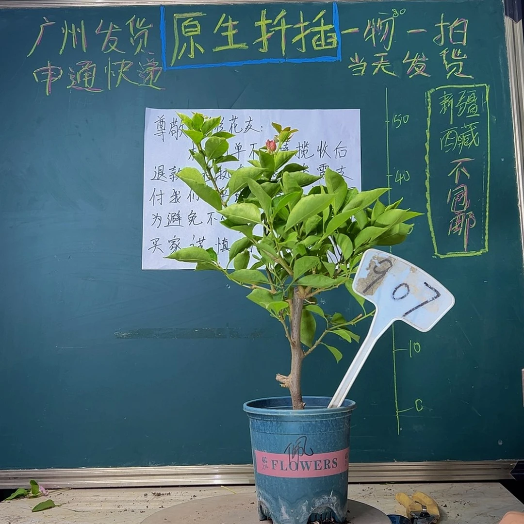 当前无花栽培后可以开花佩德罗 907