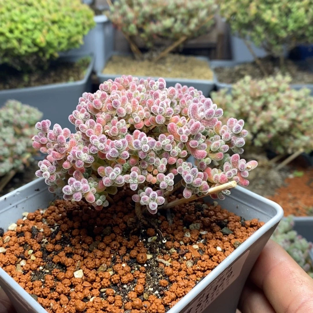 1329实生精控优选冰晶枝干