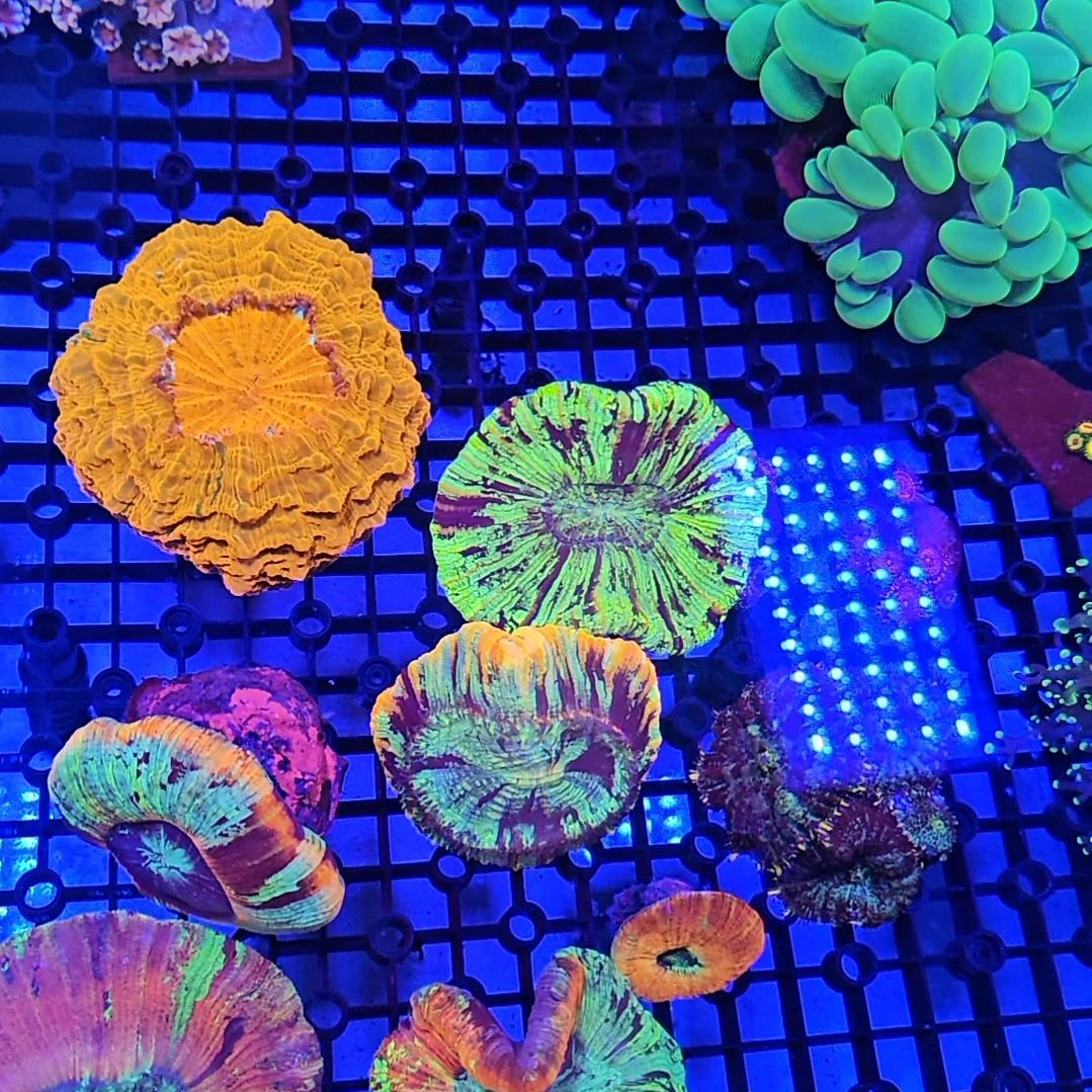 似***年纽扣珊瑚三个八字，一个绿水晶
