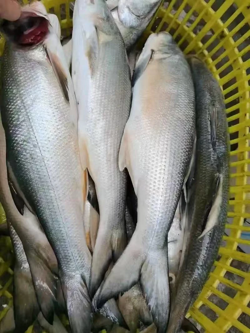 广东湛江天然野生海捕 马友鱼   马午鱼/午鱼