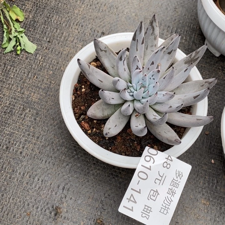 做**己夏悦多肉0610-141魔抓