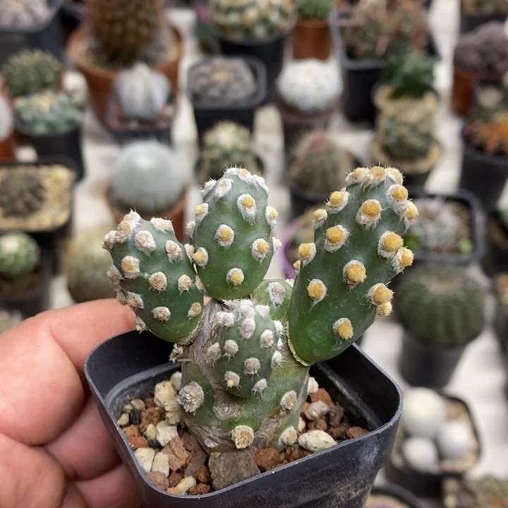 肖壶团扇特价福利