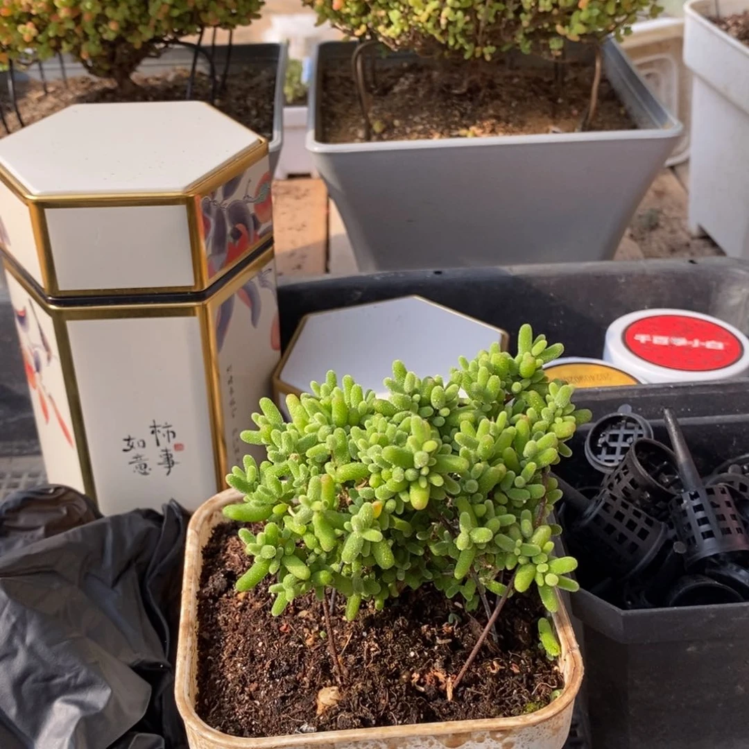 枝干番杏多肉植物169