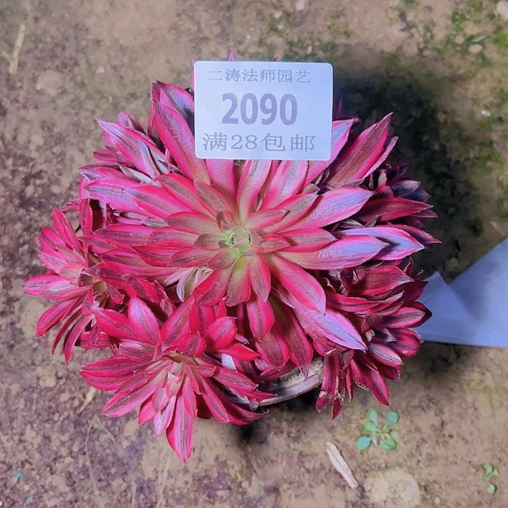 2090凤凰多肉植物2号