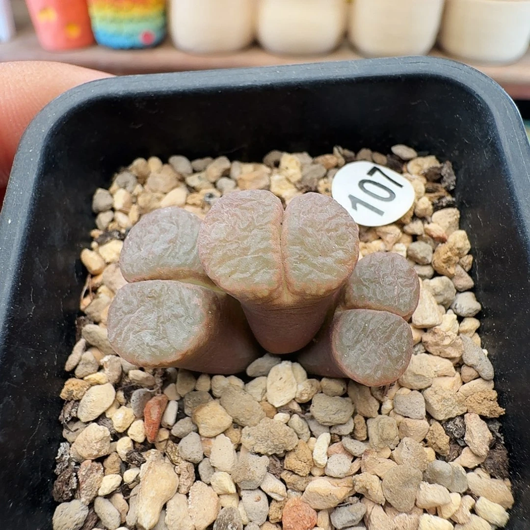 多肉植物福利风铃107