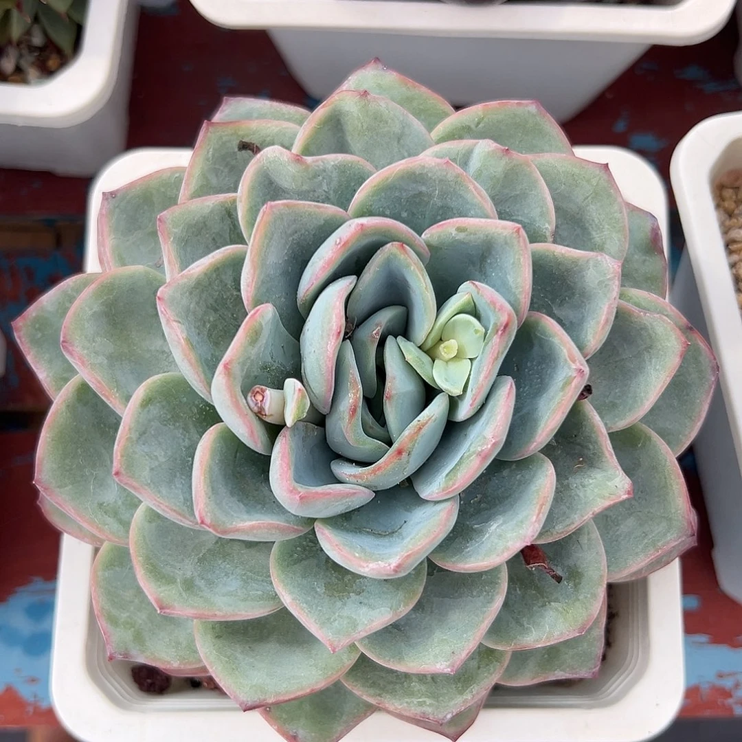多肉植物一物一拍011