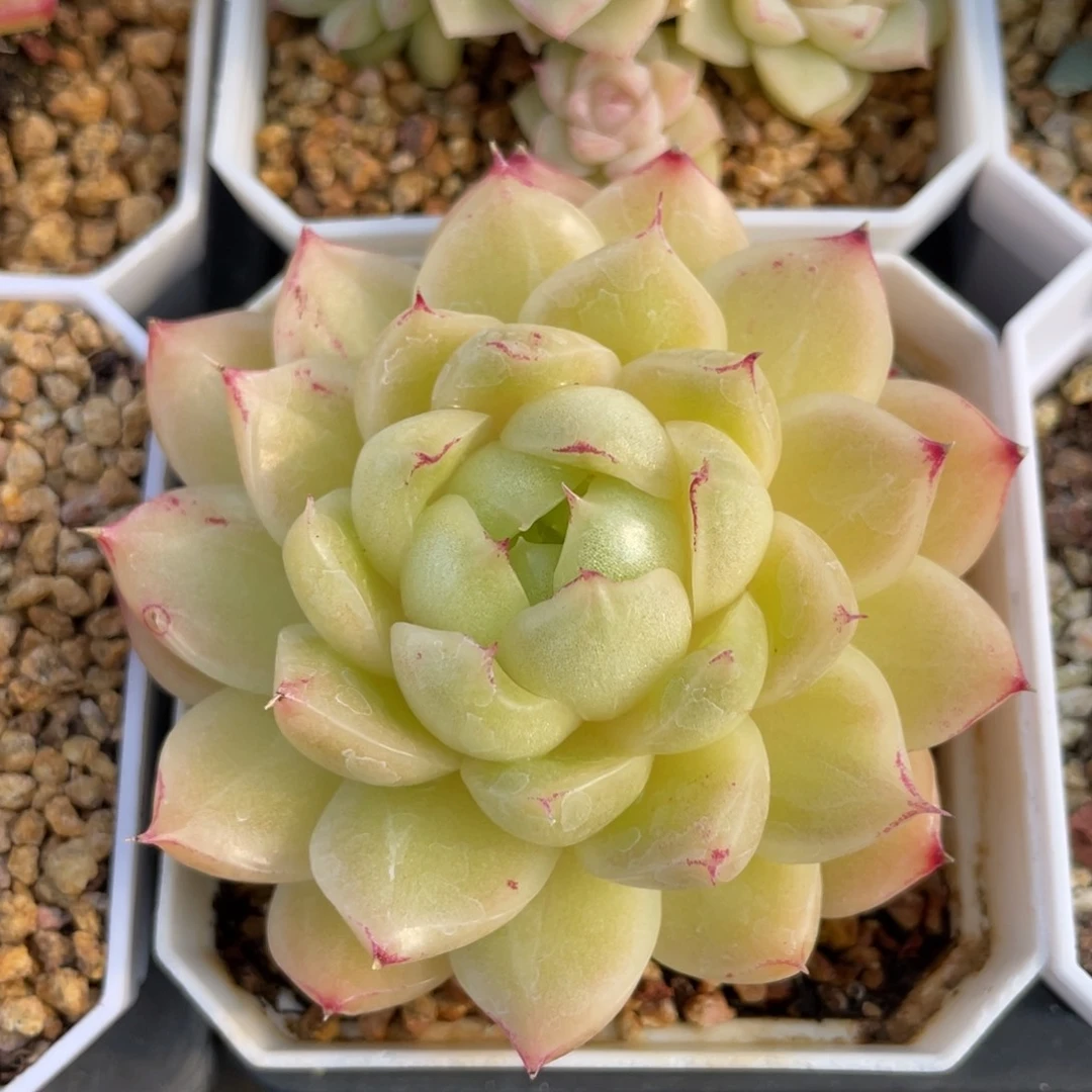 S优选麦杆多肉福利2657