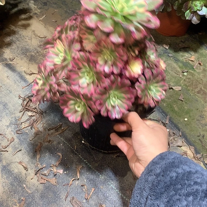 多肉多肉多肉铜壶超白185