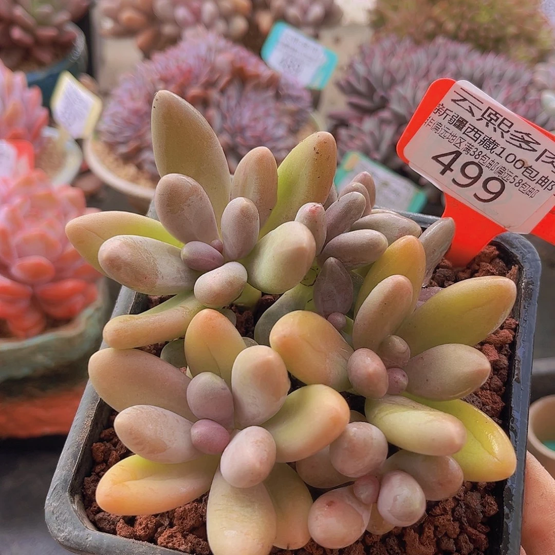 499糖果美人多肉植物