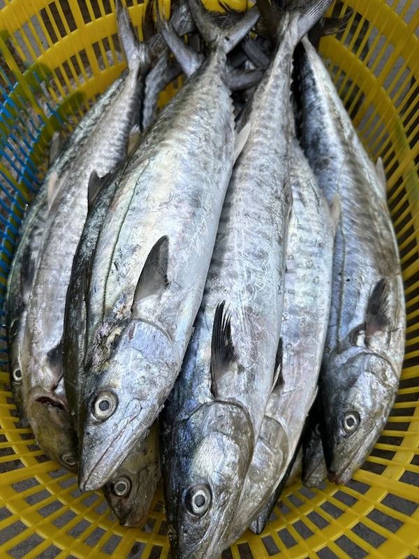 马鲛鱼片 南海钓口马鲛鱼野生新鲜马鲛中段3斤装 包邮