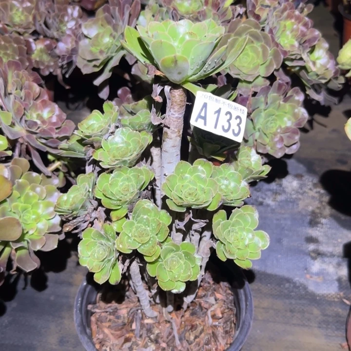 原始绿……多肉植物的