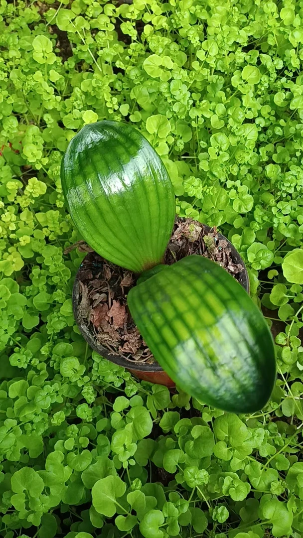 新一代俊王花苗以直播间为准不退货