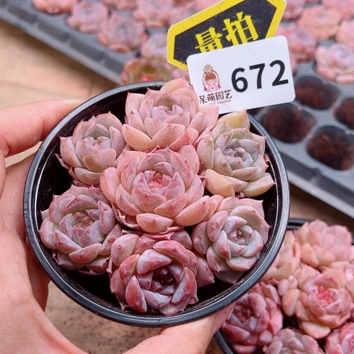 多肉植物多肉植物