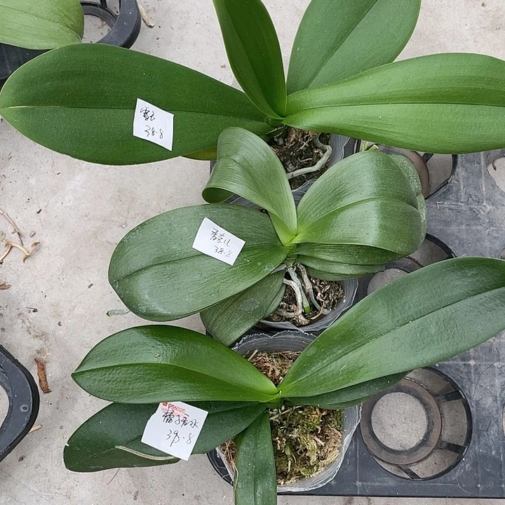 完全开放处理浓香橘子香水➕雪域➕香奈儿3不售后