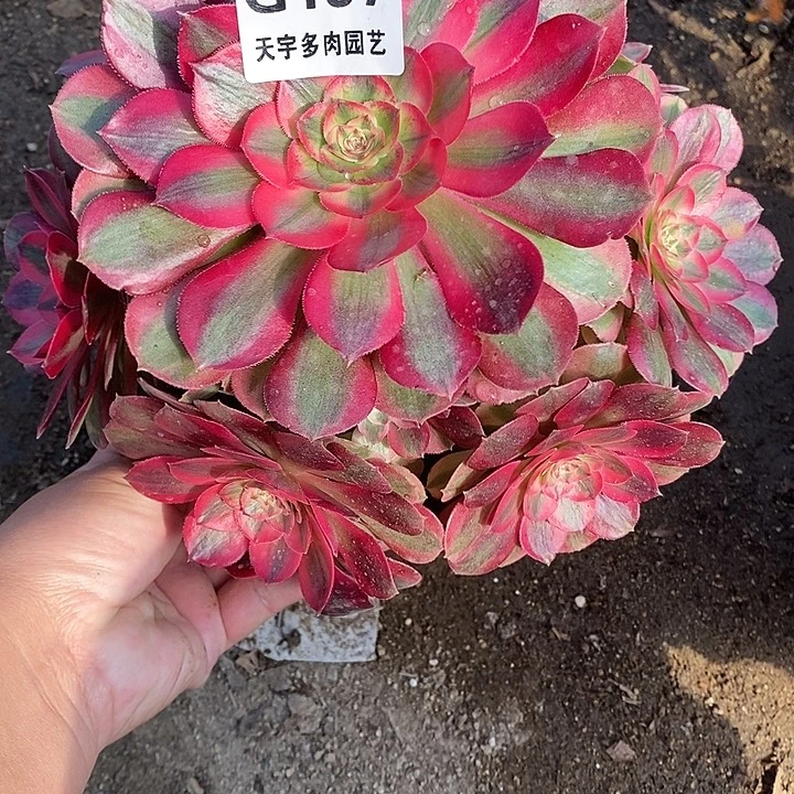 多肉植物火龙果197多肉