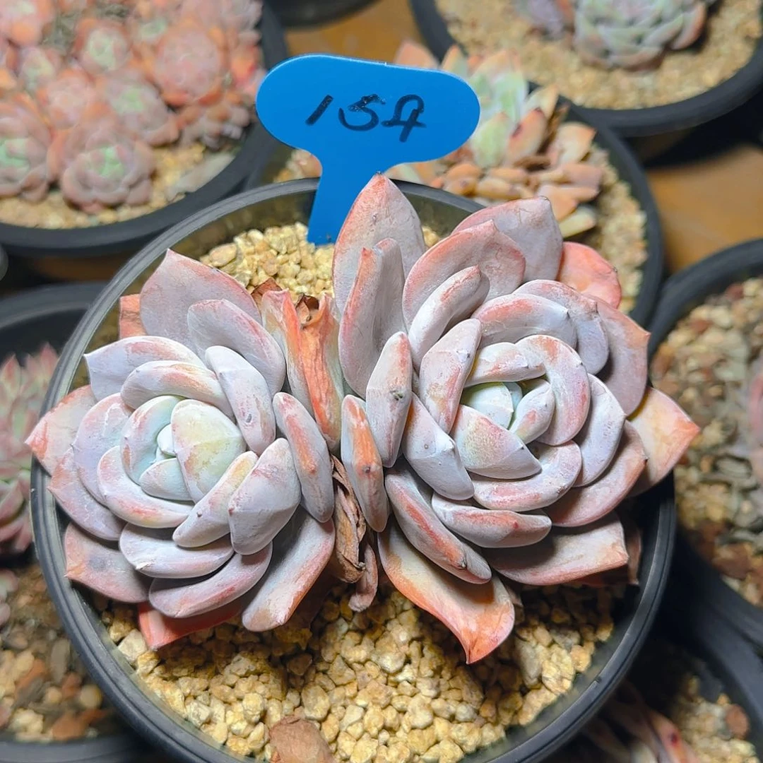 玛***✨双头奶茶154号一物一拍