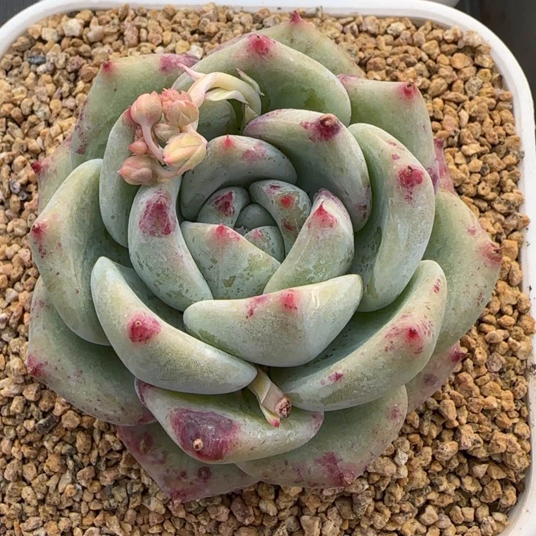 从前慢花园精选多肉白拉糖
